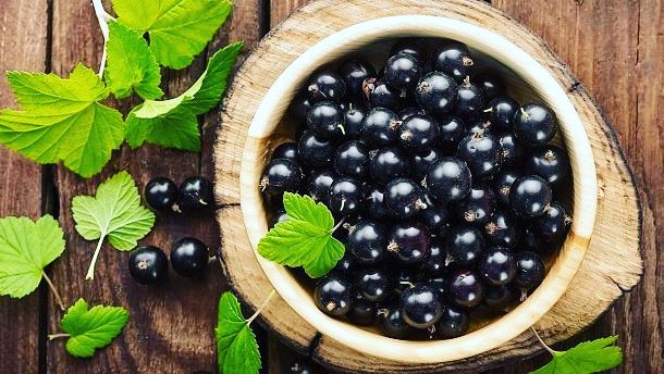 Смородина, кабачки, тыквы, огурцы,
