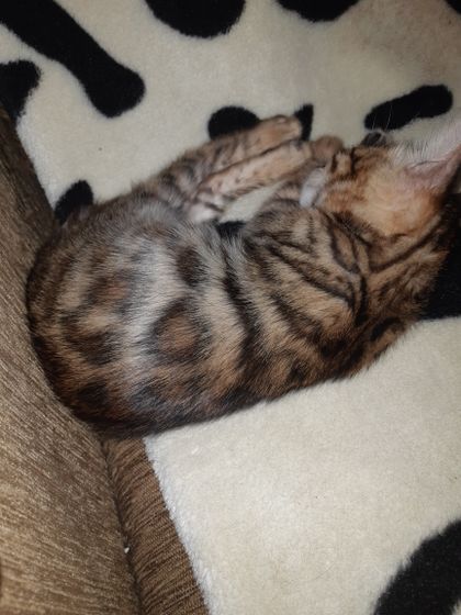 Бенгальский котенок