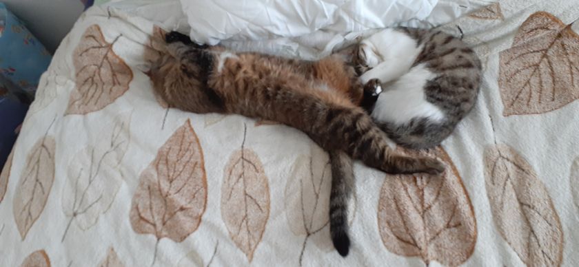 Удивляюсь новой кошке Ни