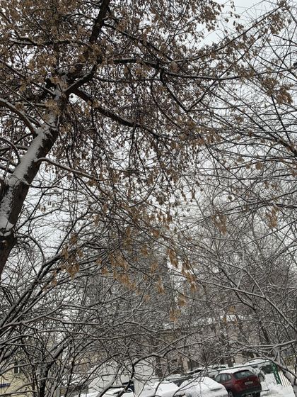 Зима пришла ?.