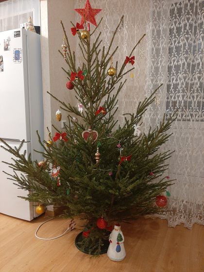 Поставили живую елку🌲