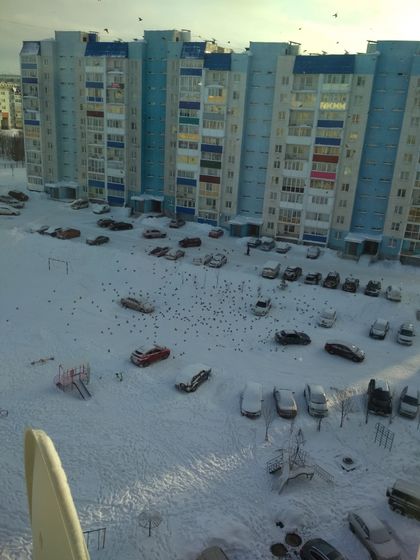 Птичий налет.