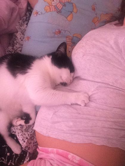 Кошка