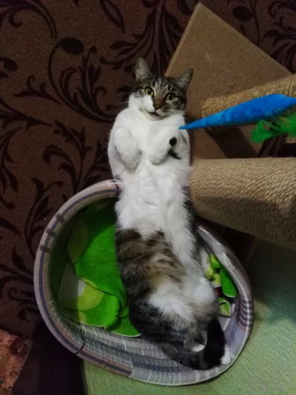 Зайчик 🐈 Вот так