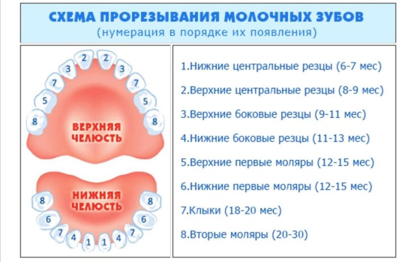Прорезывании зубов не по порядку.