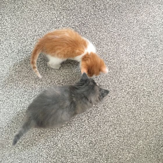 Волгоград! Котята ищут дом!