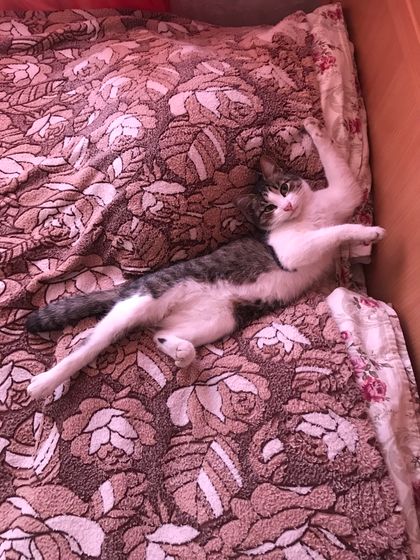 Про кота то забыла рассказать!!!?