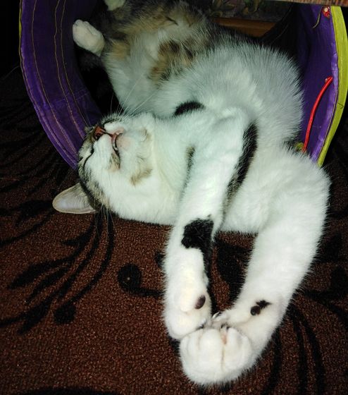 Коты - это жидкость,