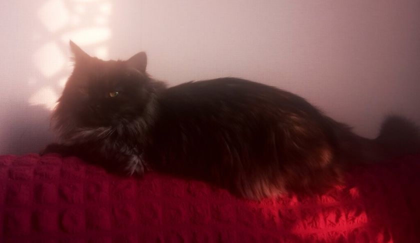 Котенок с улицы Вот