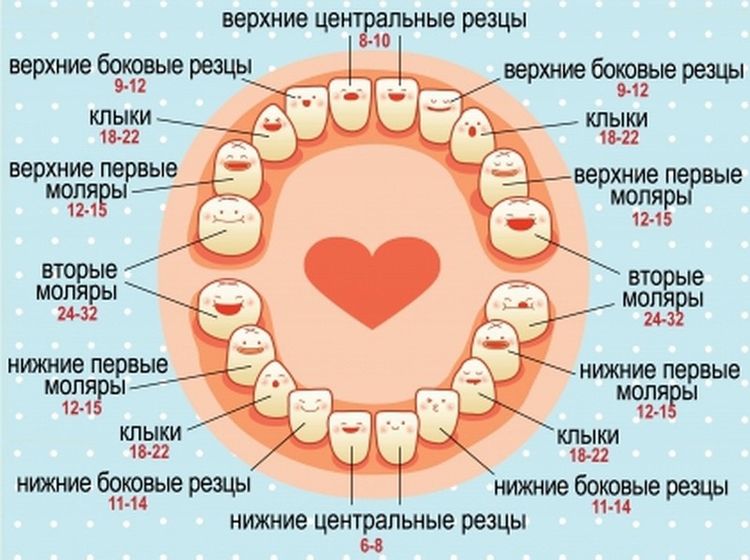 Верхние первые моляры