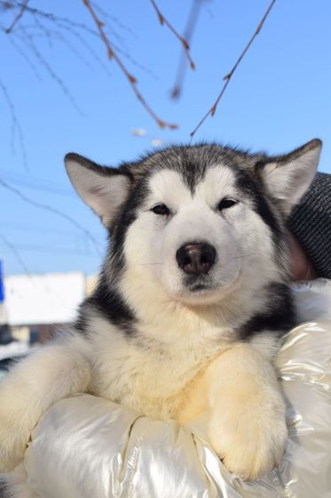 Мои мохнатые детки🐕🐕🐕🐕🐕