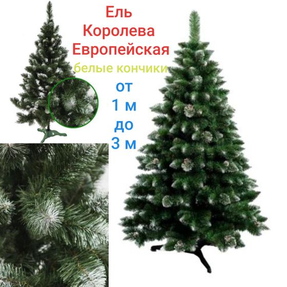 Елки/сосны Украина. БЕСПЛАТНАЯ доставка + ПОДАРОК