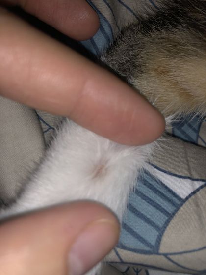 Кошка чешется