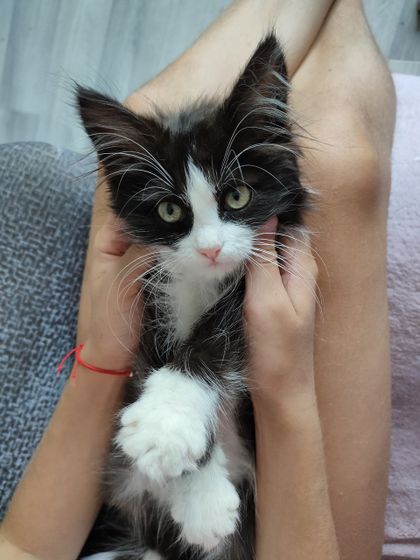 Подкинули котенка, решила себе