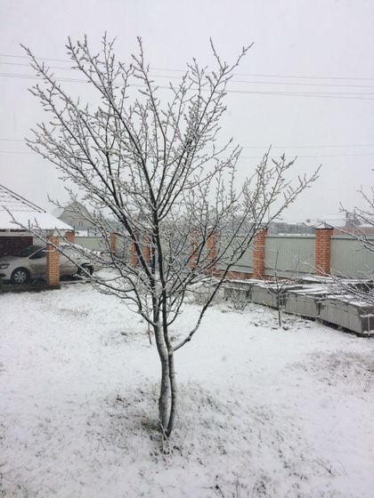 За окном снова зима,