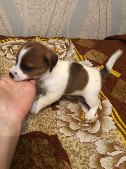 Может кто то хочет собачку)))