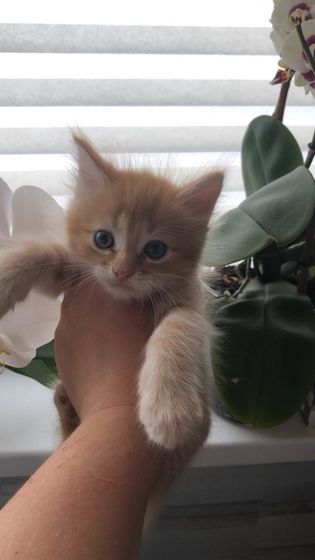 Уважаемые кошатницы! К вам вопрос!!!
