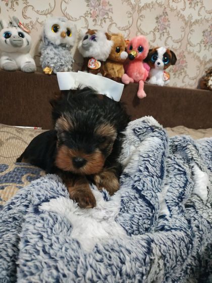 У нас пополнение.🐕