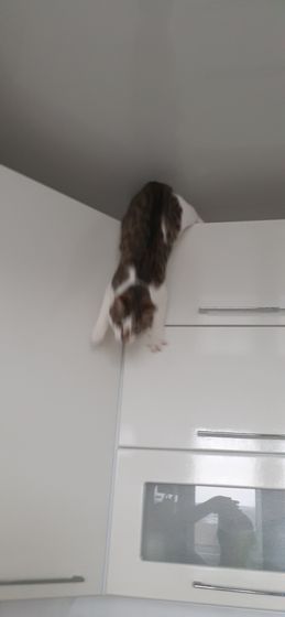 Удивляюсь новой кошке Ни