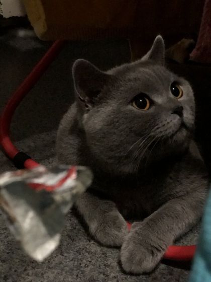 Кастрация кота и переезд