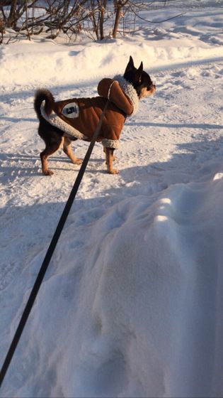 Сёмушка 🐕