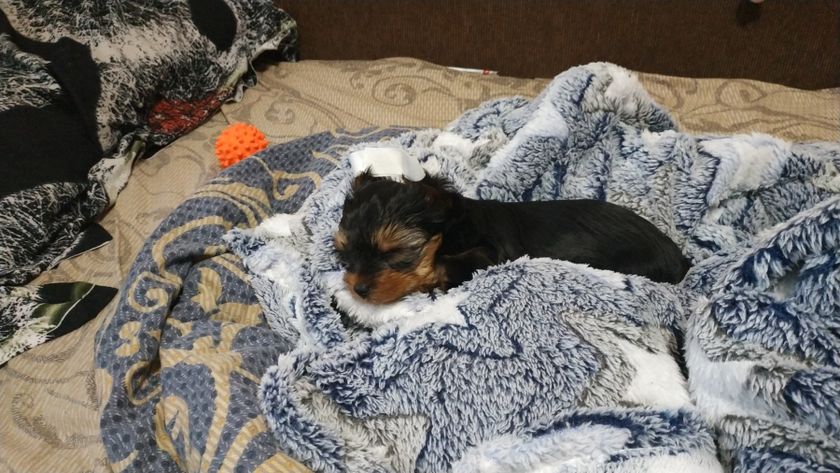 У нас пополнение.🐕