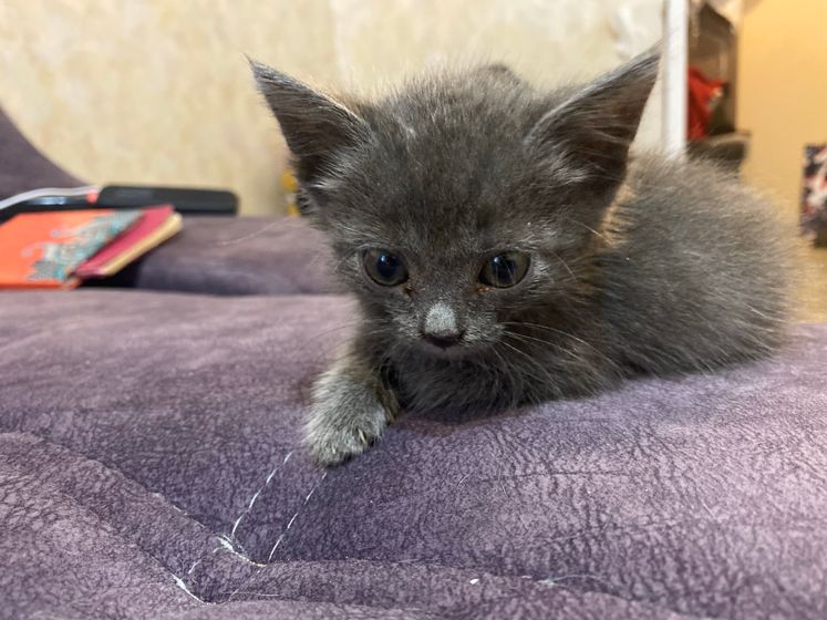 Чем кормить котёнка ?
