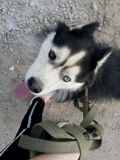 Новый подопечный.