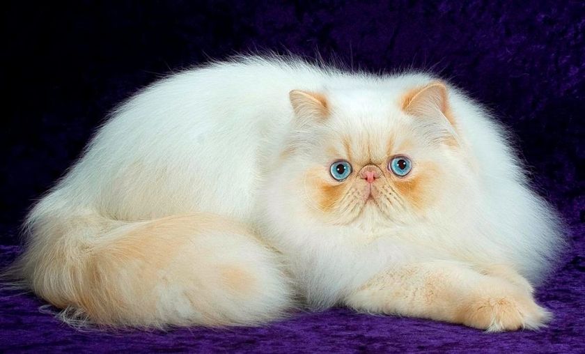 Персидские коты❤️