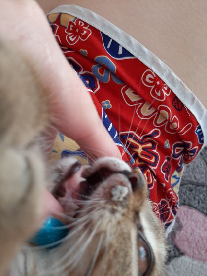 У кого Шотландцы,да и просто коты,посмотрите