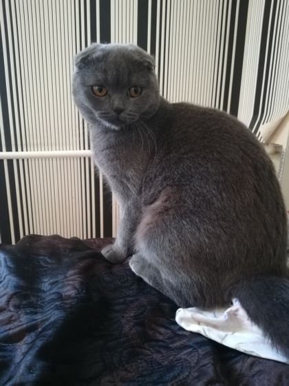 У кого вислоухие кошки