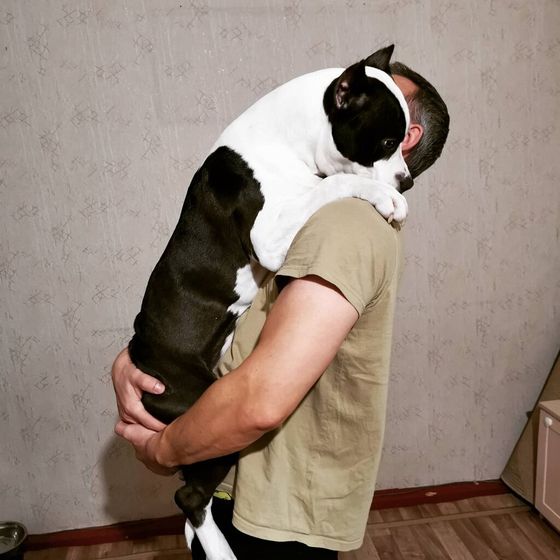 Собака
