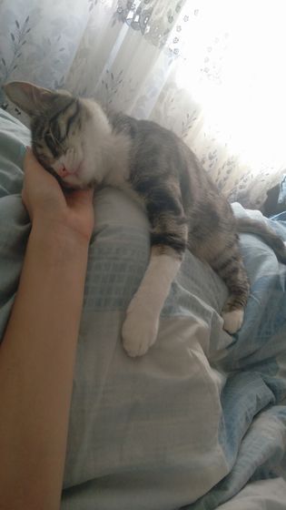 От нас ушел кот