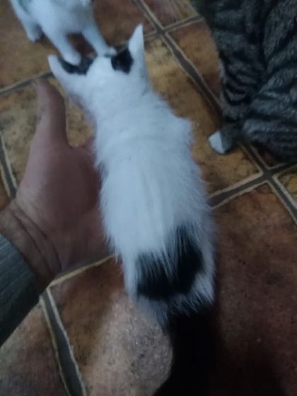 пол котят