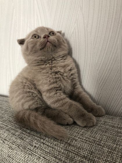 У кого есть шотландцы можете оценить котёнка