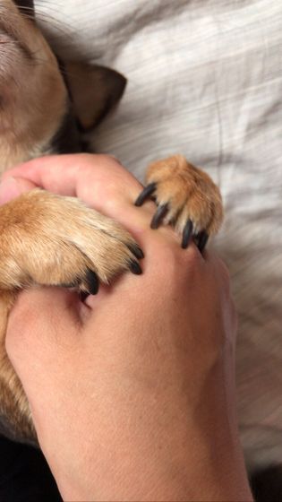 Семушка 🐕
