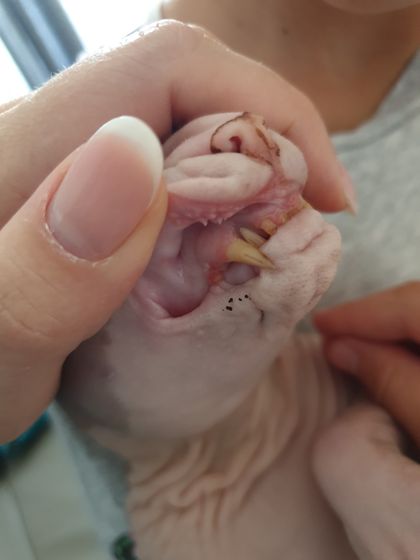 кошка и папилломатозный стоматит?