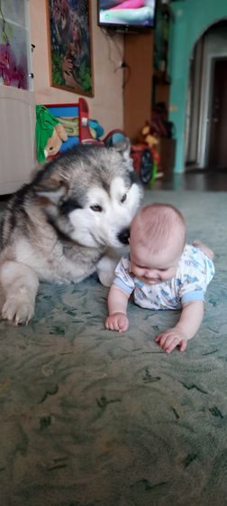 Мои мохнатые детки🐕🐕🐕🐕🐕