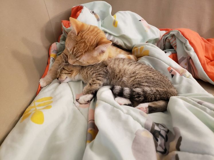 Как в итоге навали второго кота)))