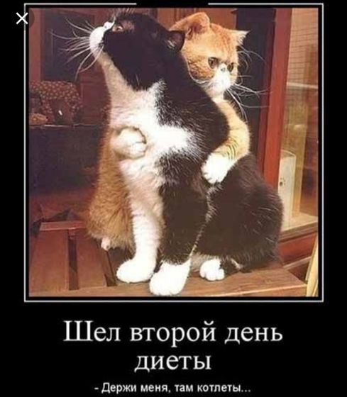 Девочки, кто уже на диете?