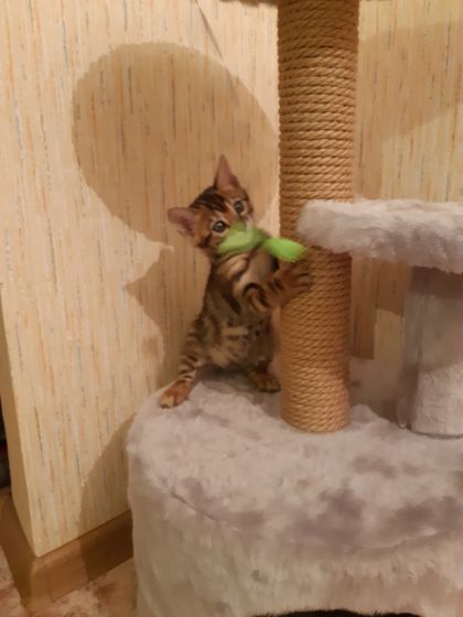Бенгальский котенок