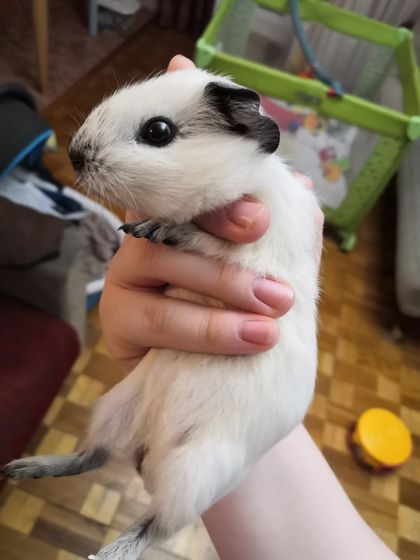 Новый член семьи🐹