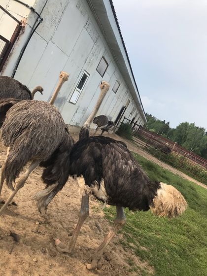 Парк птиц в воробьях