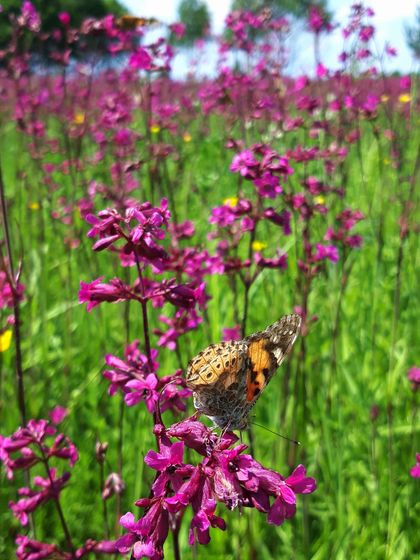Красота вокруг 🦋🌺🍃