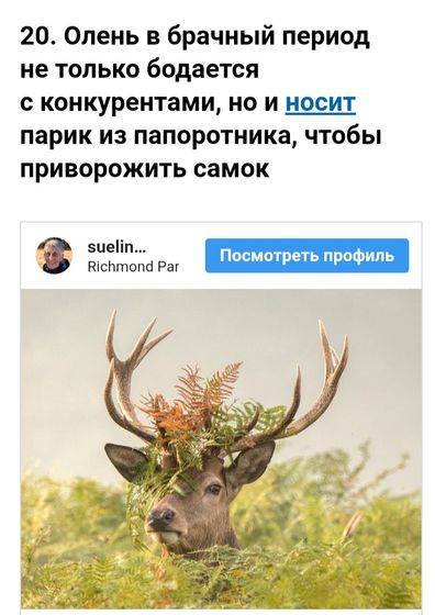 Альфа самец ?