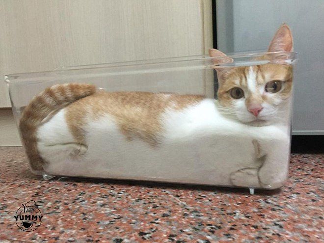 Компактные коты!))))