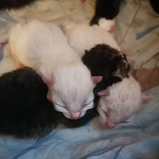 У моей кошечки родились котята ТУЛА