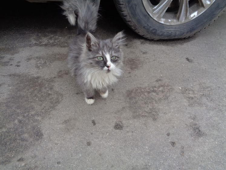 Чтобы взять котят с улицы домой на что их нужно проверить в первую очередь?