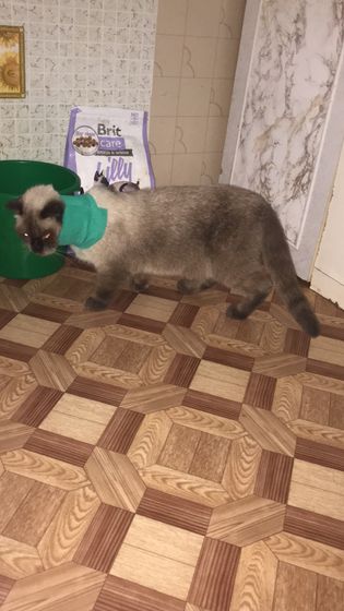 Кошка моя.