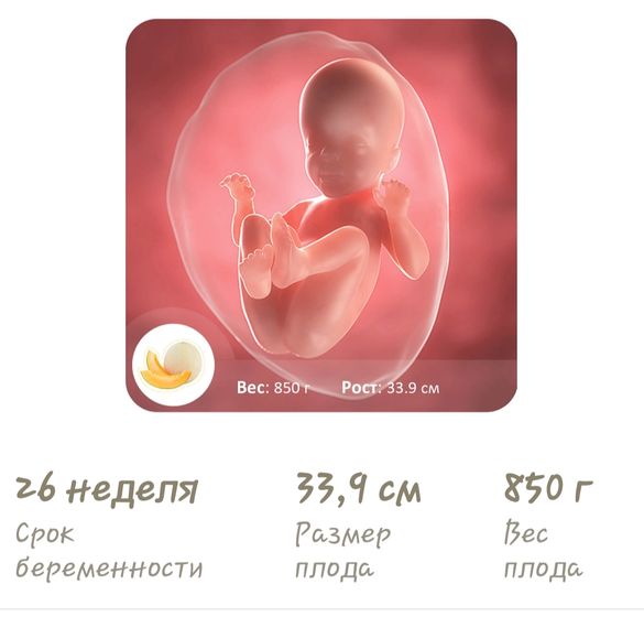 Уже 26 недель ?